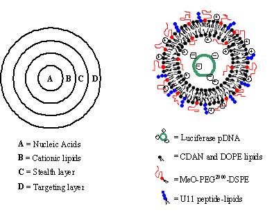 presentation of ABCD nanoparticles for drug and gene delivery.
