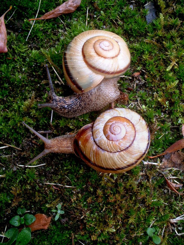 4_mirror_image_snails